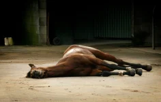 pride-of-westbury-dead-horse-racing-kills_dotcom.webp